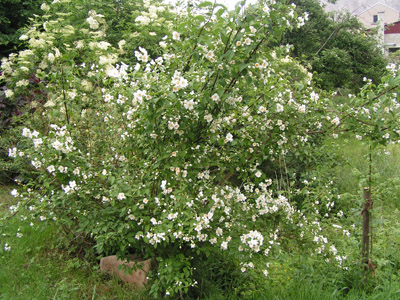strauch